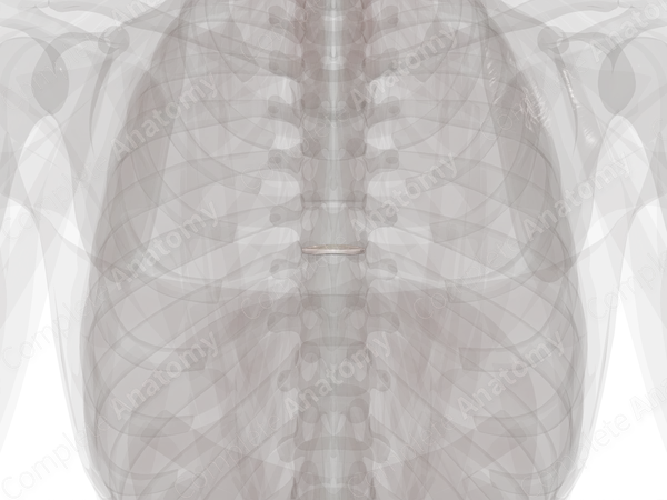 Intervertebral Disc (T7-T8)