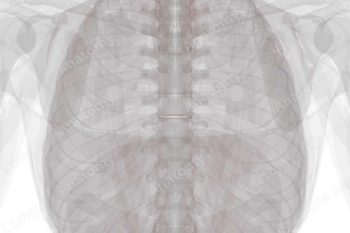 Intervertebral Disc (T7-T8)