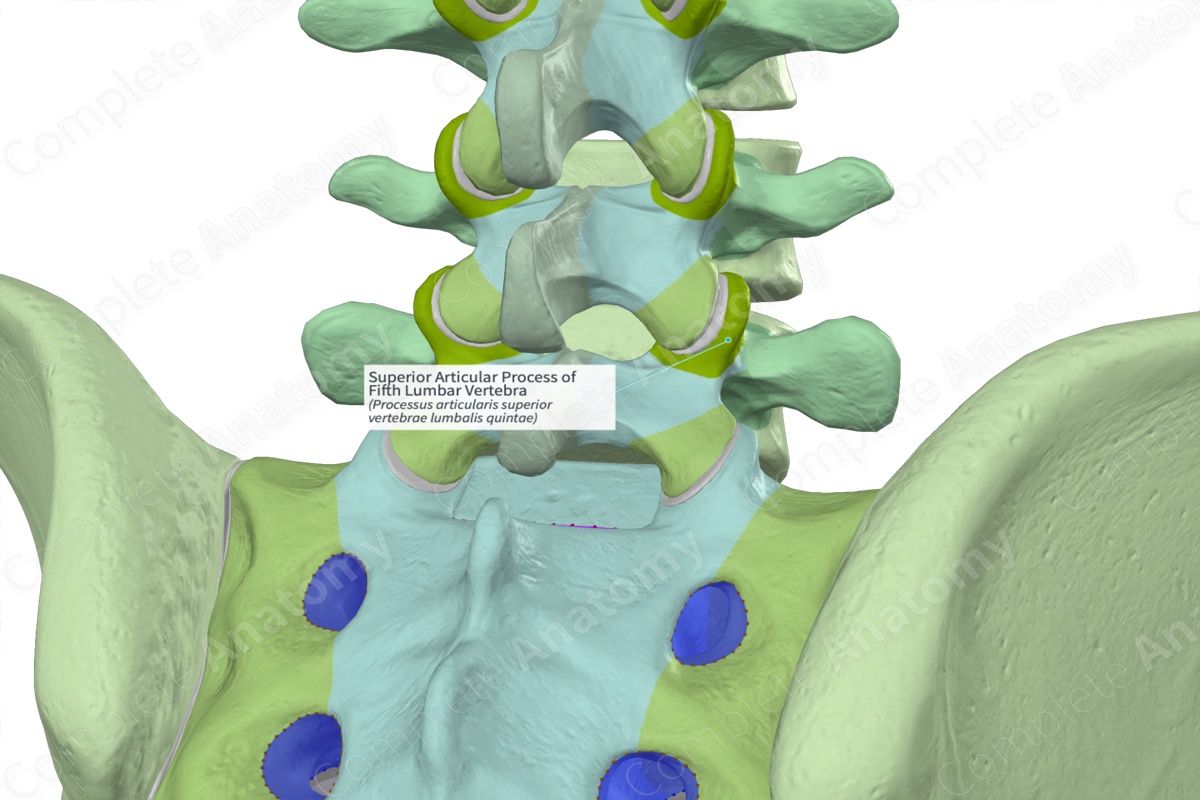 Superior Articular Process of Fifth Lumbar Vertebra (Right)