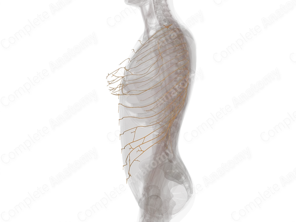 Anterior Rami of Thoracic Nerves (Left)