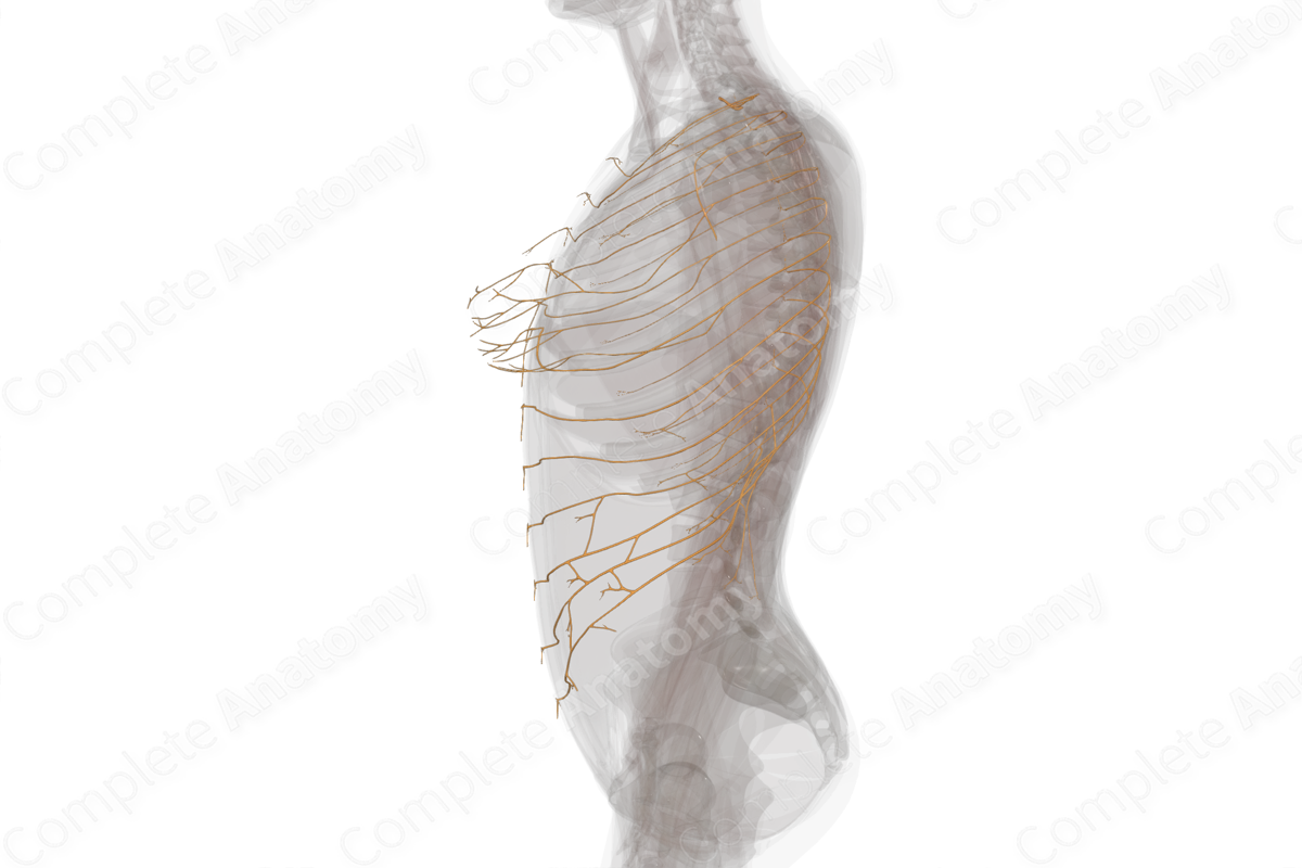 Anterior Rami of Thoracic Nerves (Left)