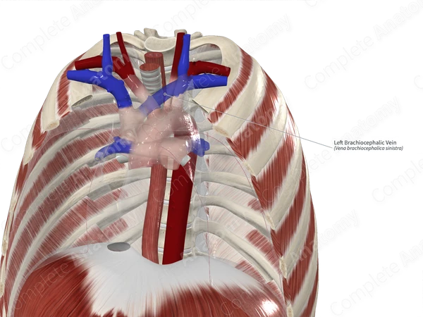 Left Brachiocephalic Vein