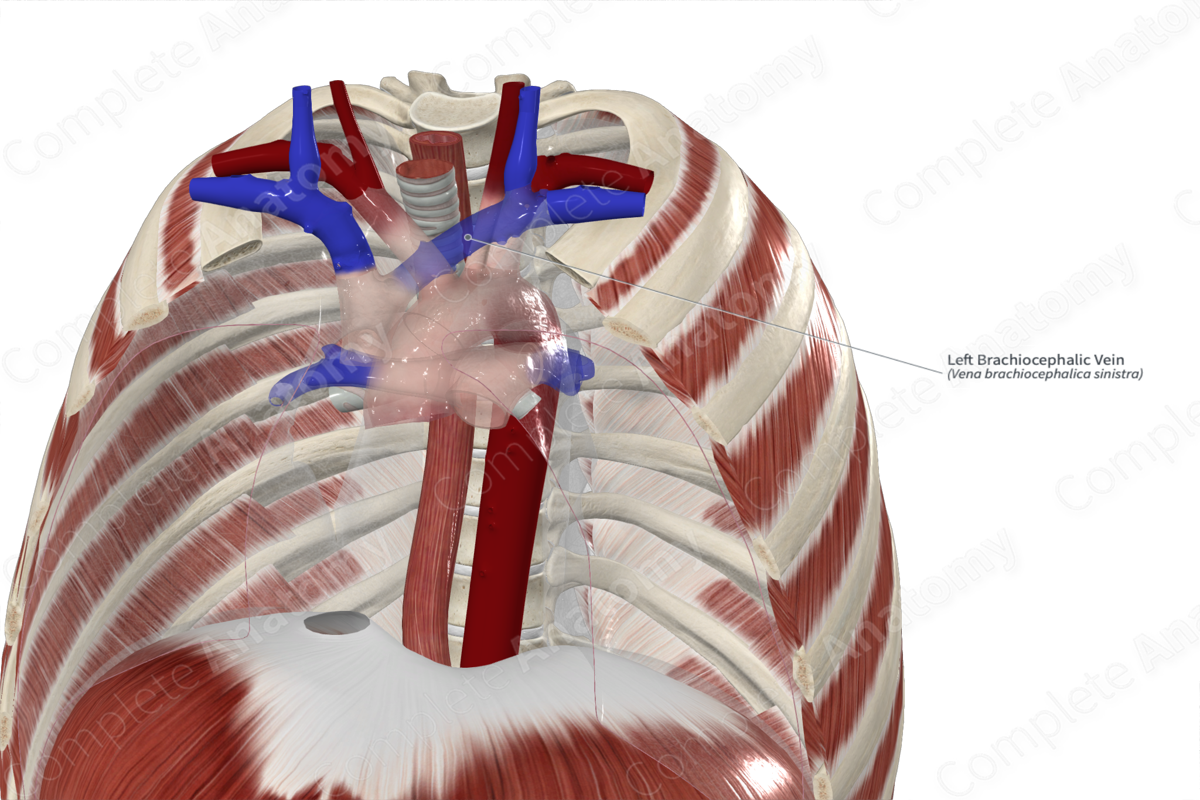 Left Brachiocephalic Vein