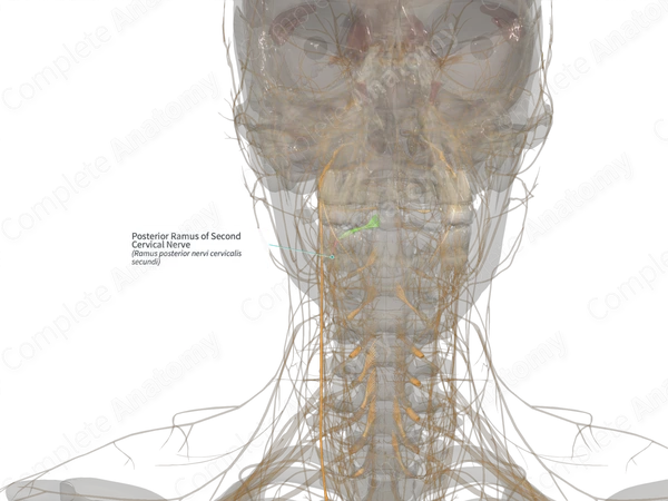 Posterior Ramus of Second Cervical Nerve (Left)