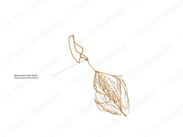 Atrioventricular Node