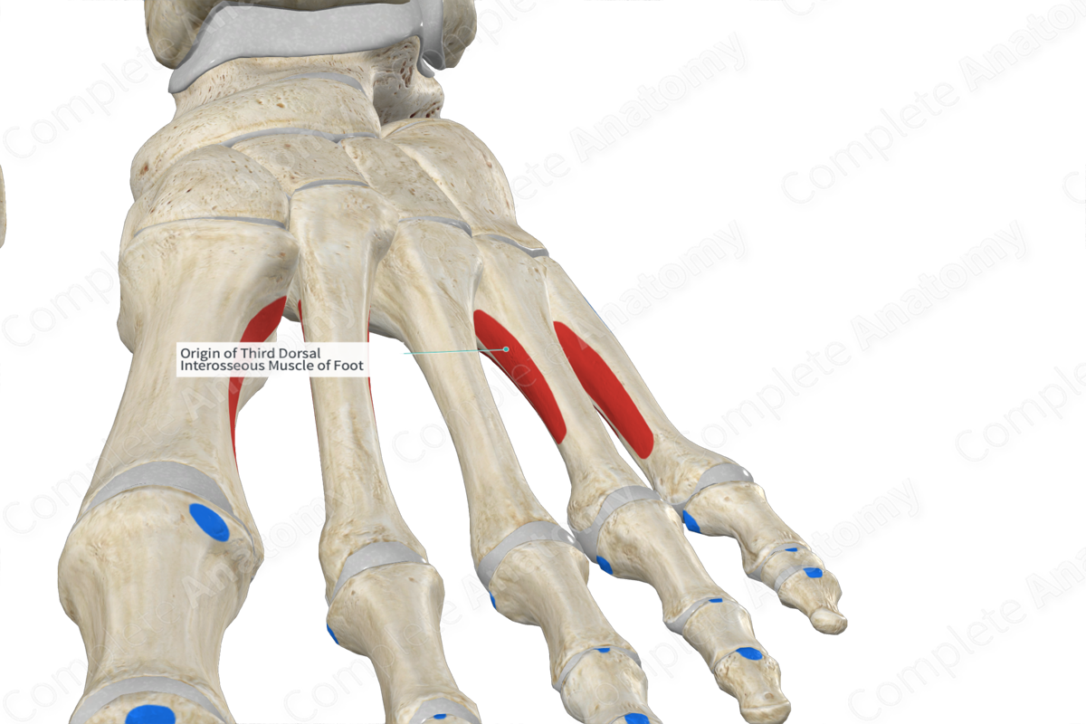 Origin of Third Dorsal Interosseous Muscle of Foot