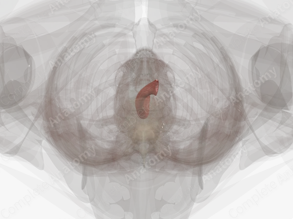 Esophagus