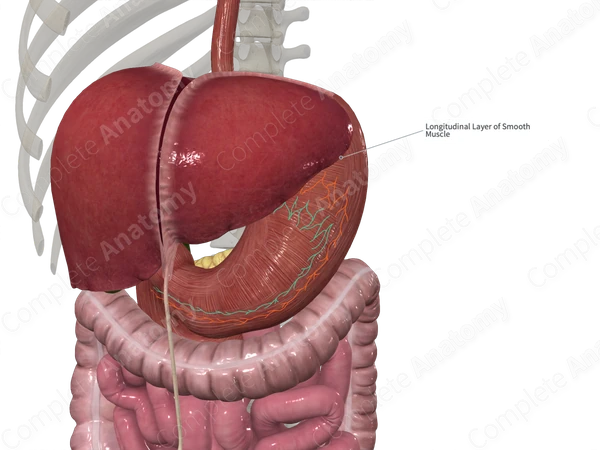 Longitudinal Muscular Layer of Stomach (Anterior)