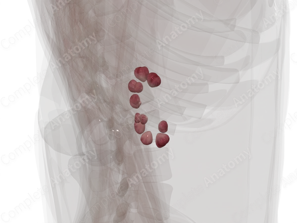 Renal Medulla (Posterior Part; Left)