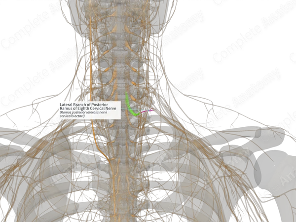 Lateral Branch of Posterior Ramus of Eighth Cervical Nerve (Left)