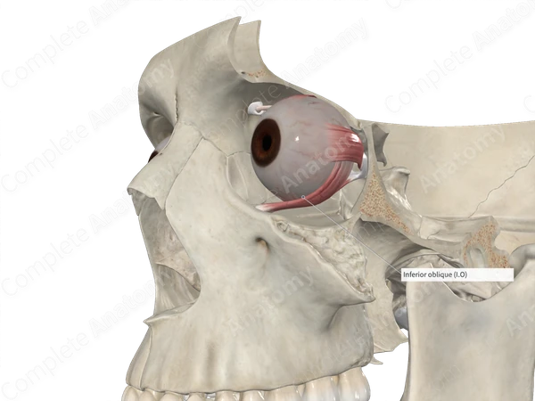 Inferior Oblique Muscle