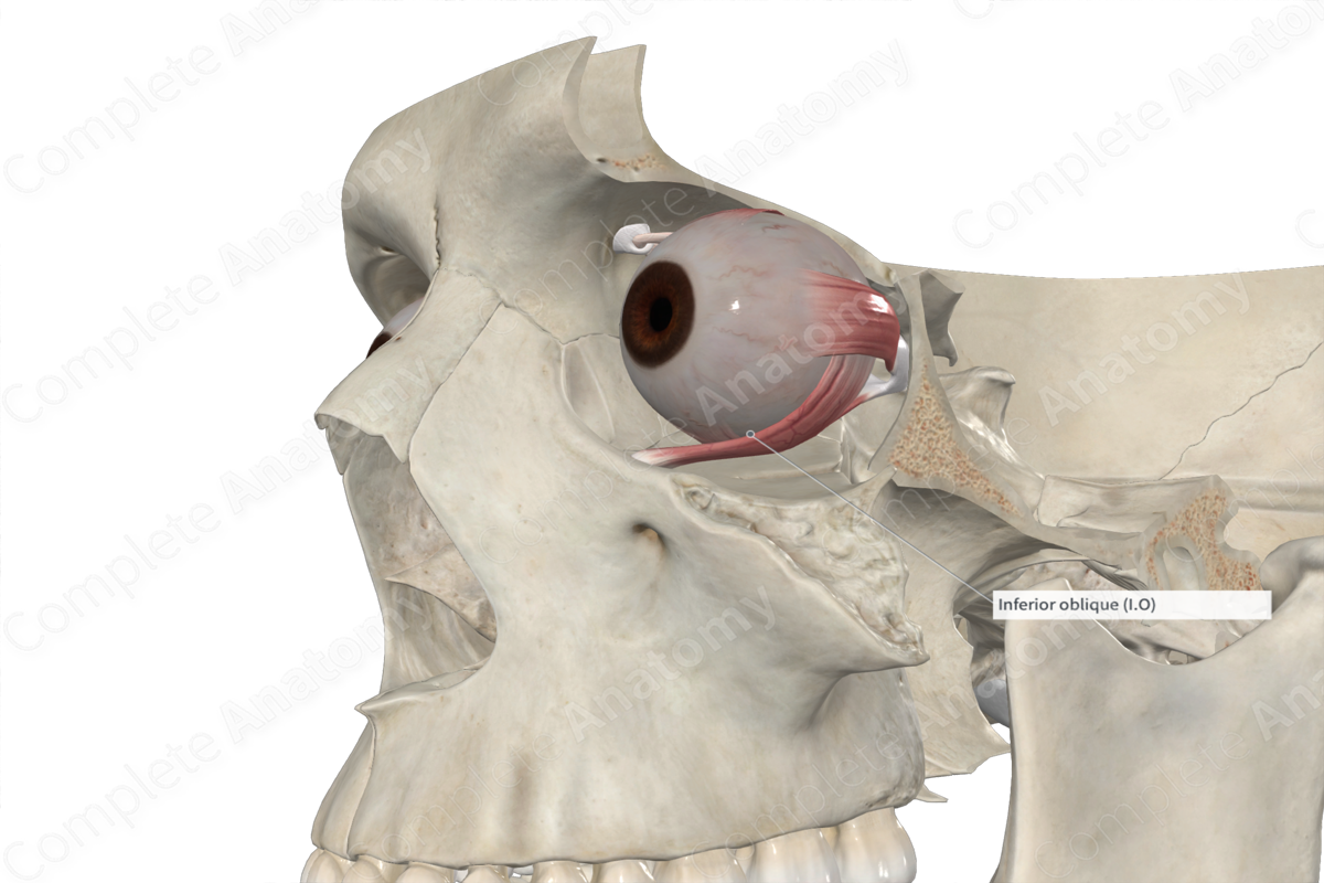 Inferior Oblique Muscle 