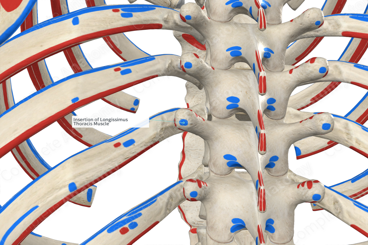Insertion of Longissimus Thoracis Muscle
