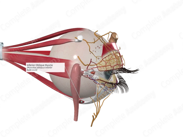 Inferior Oblique Muscle