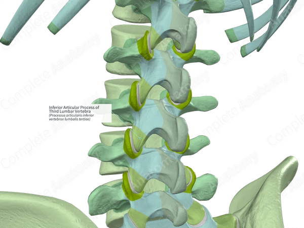 Inferior Articular Process of Third Lumbar Vertebra (Left)