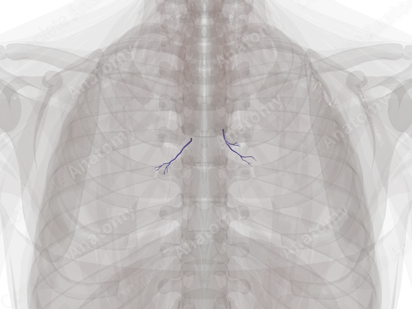 Veins of Respiratory System