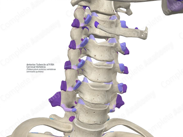 Anterior Tubercle of Fifth Cervical Vertebra (Left)
