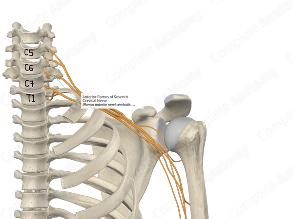 Anterior Ramus of Seventh Cervical Nerve 