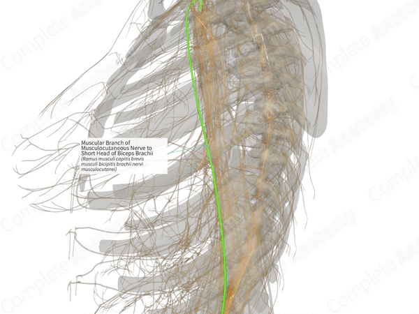 Muscular Branch of Musculocutaneous Nerve to Short Head of Biceps Brachii (Left)