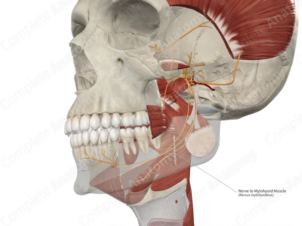 Nerve to Mylohyoid Muscle