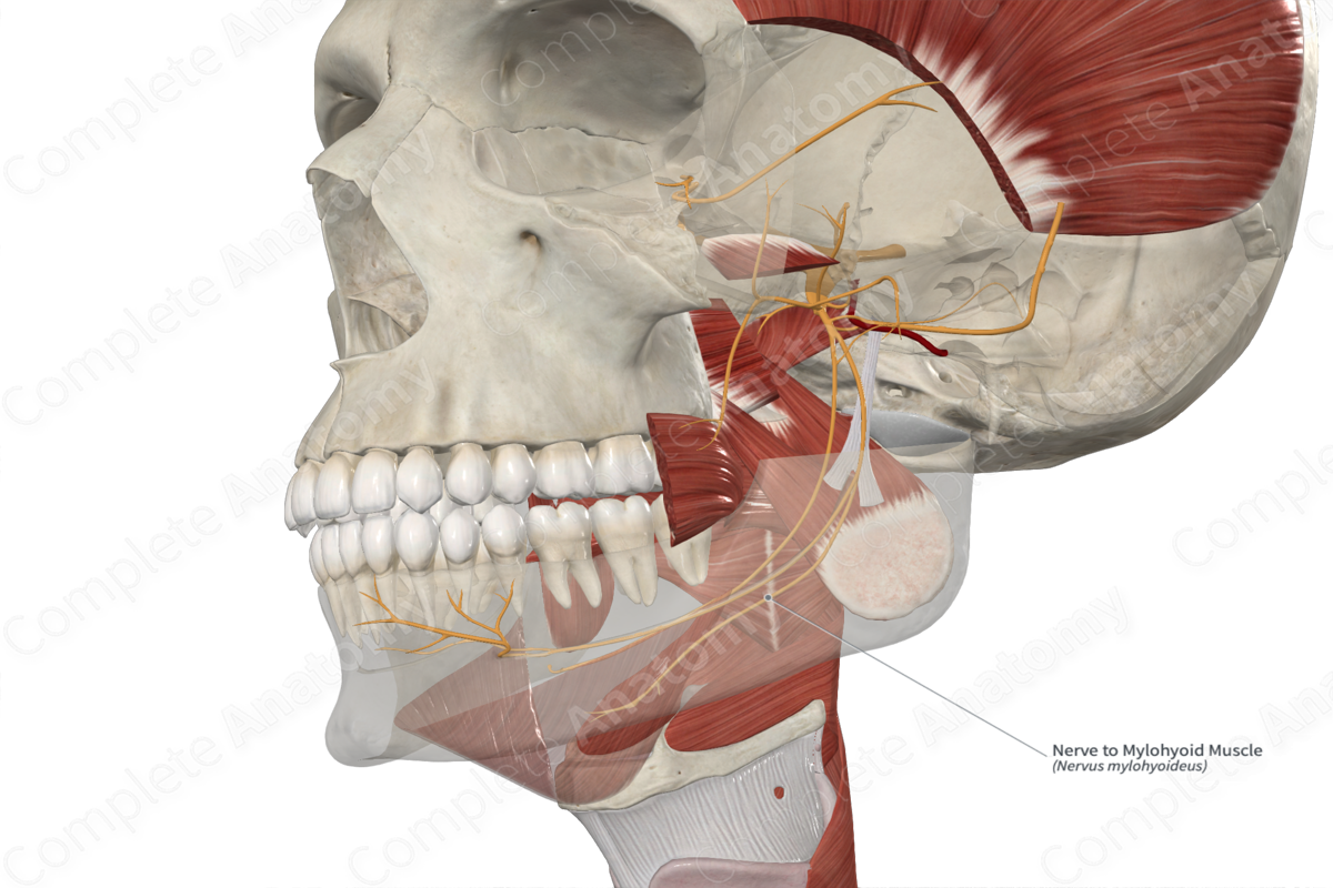Nerve to Mylohyoid Muscle 