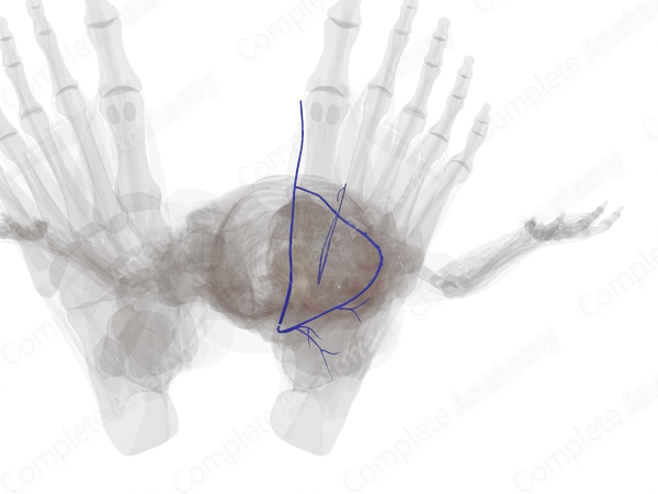 Deep Veins of Ankle & Foot (Left)