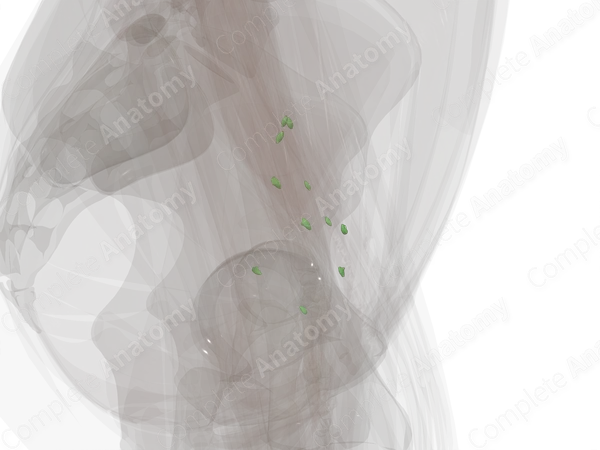 External Iliac Nodes (Left)