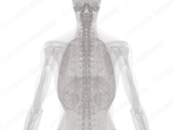 Anterior Spinal Veins
