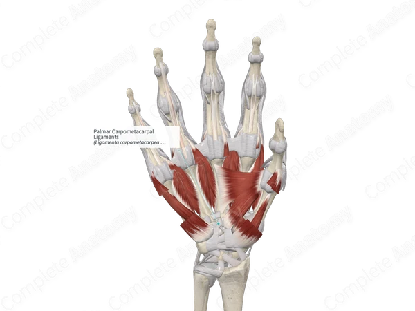 Palmar Carpometacarpal Ligaments