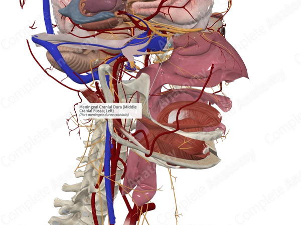 Meningeal Cranial Dura (Middle Cranial Fossa; Left)