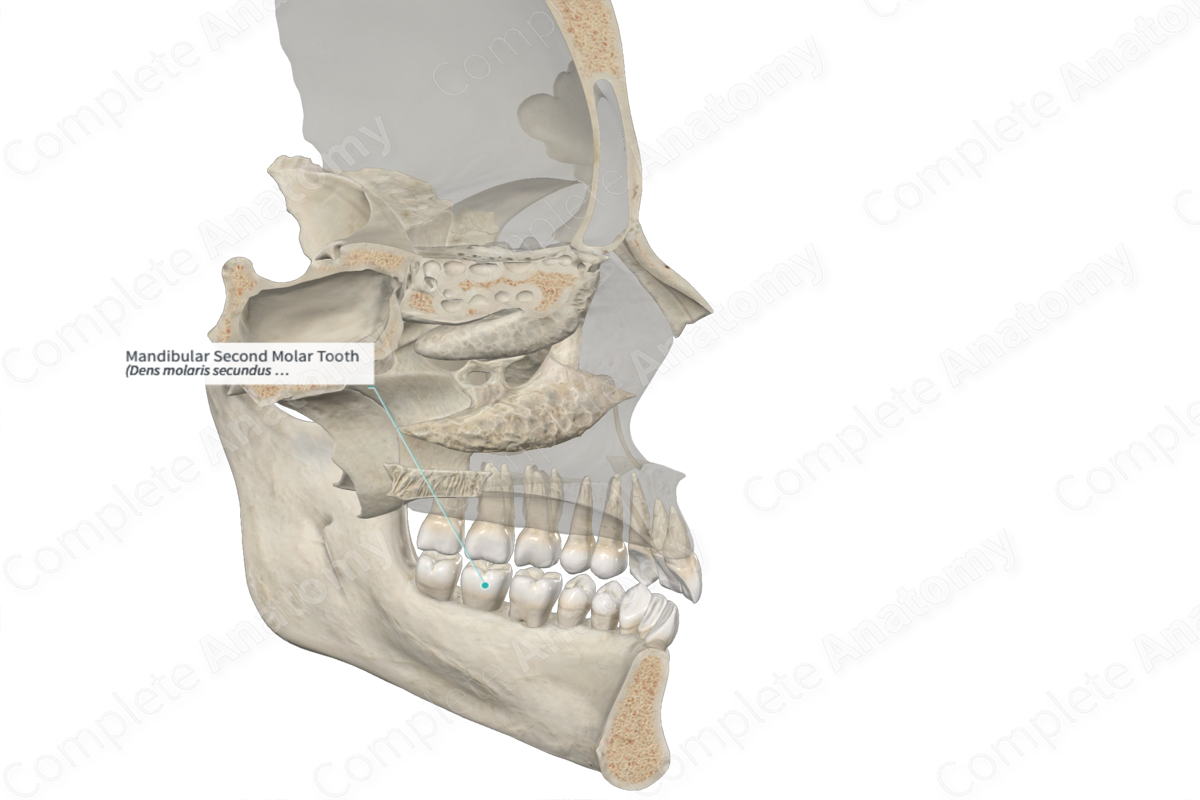 Mandibular Second Molar Tooth 