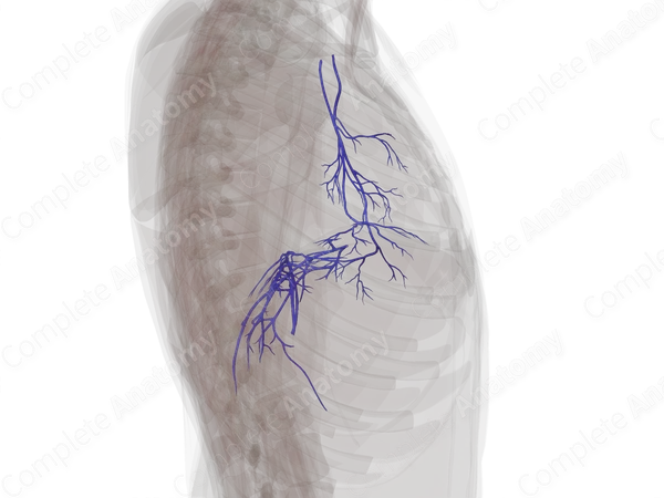 Veins of Respiratory Diaphragm