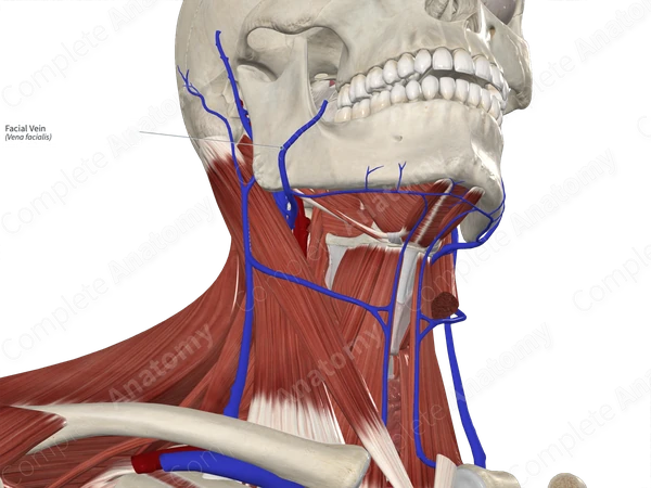 Facial Vein