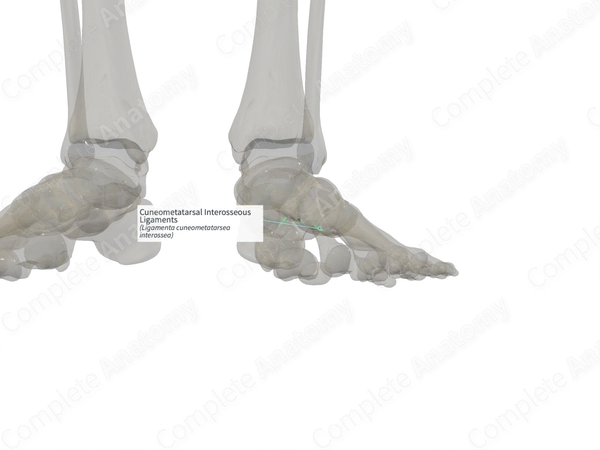 Cuneometatarsal Interosseous Ligaments (Left)