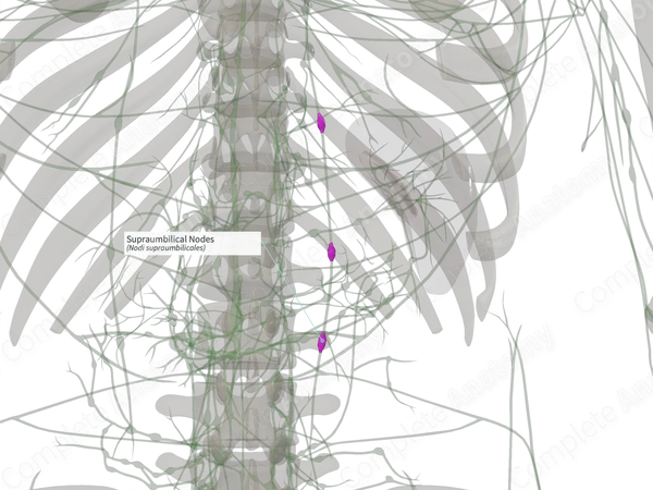Supraumbilical Nodes (Left)