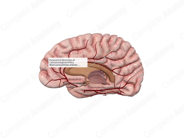 Paracentral Branches of Callosomarginal Artery