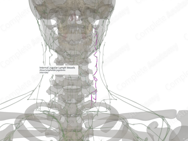 Internal Jugular Lymph Vessels (Left)