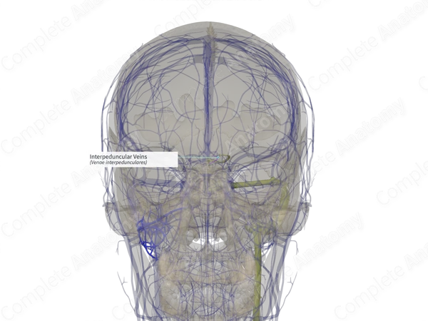 Interpeduncular Veins (Right)