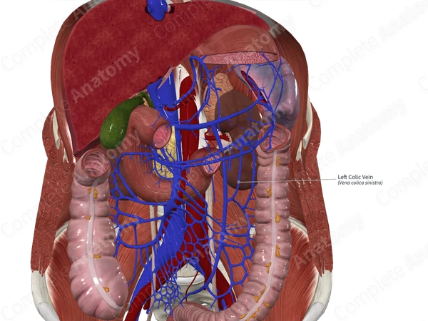 Left Colic Vein