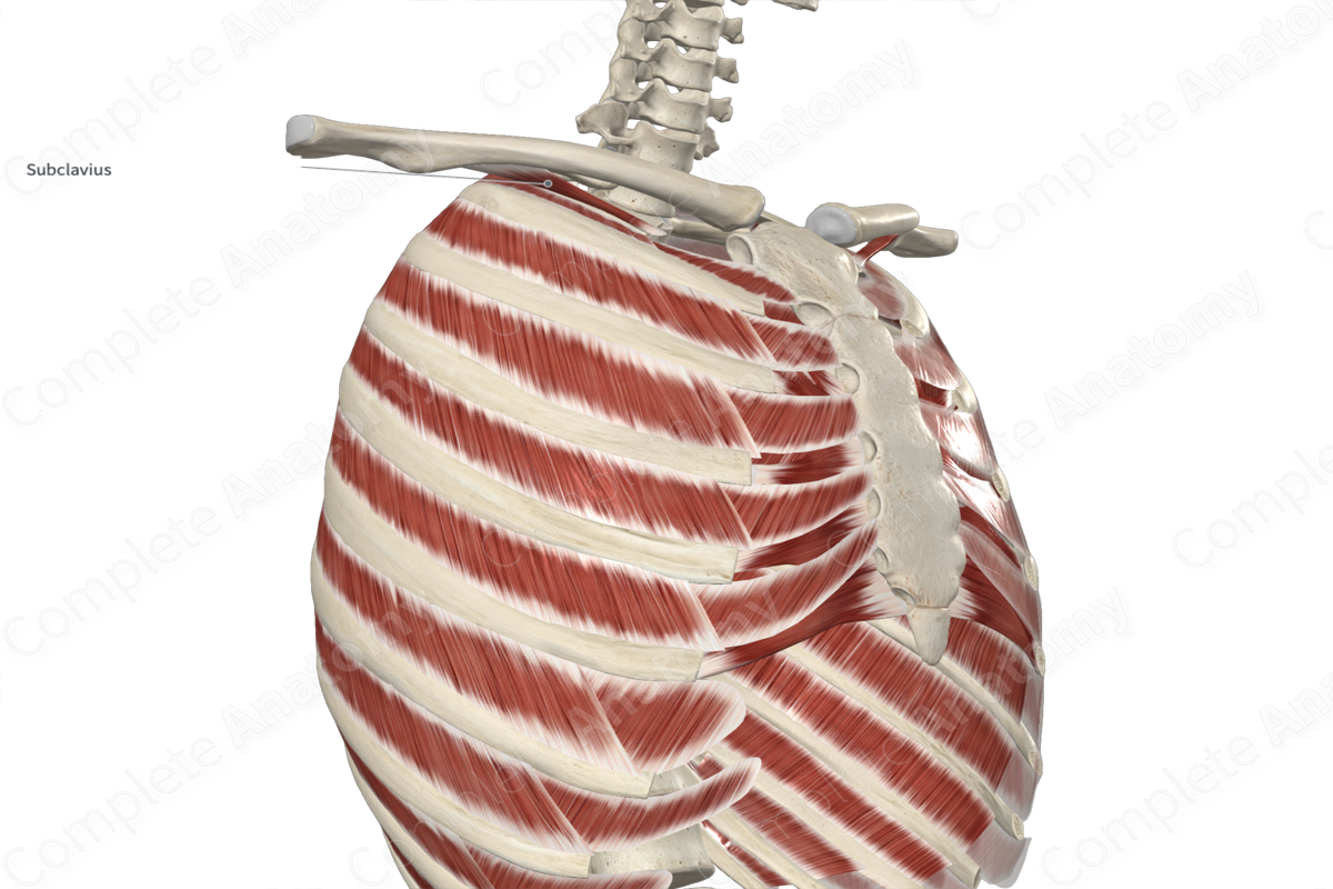 Subclavius Muscle 