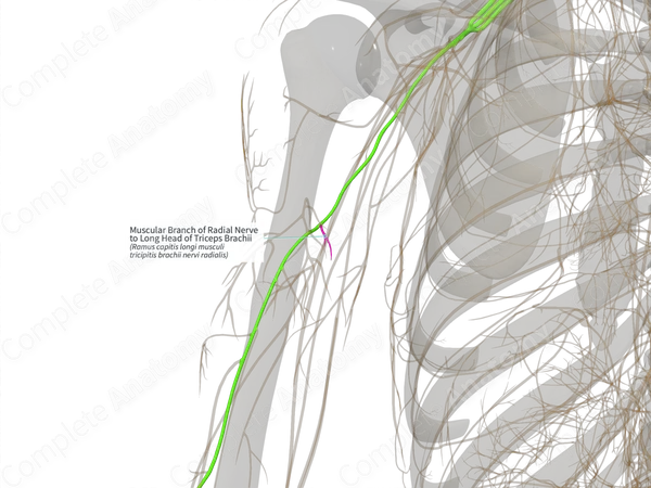 Muscular Branch of Radial Nerve to Long Head of Triceps Brachii (Left)