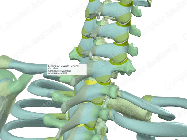Lamina of Seventh Cervical Vertebra (Right)