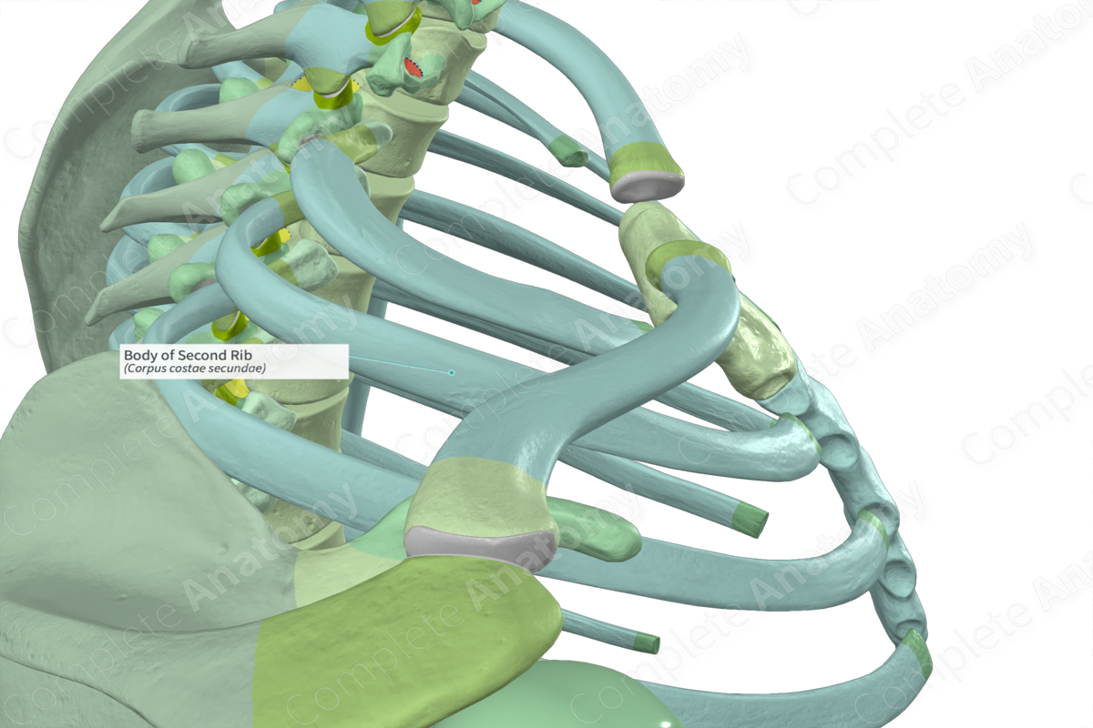 Body of Second Rib Complete Anatomy