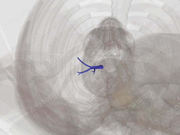 Pulmonary Arteries of Superior Lobe of Right Lung