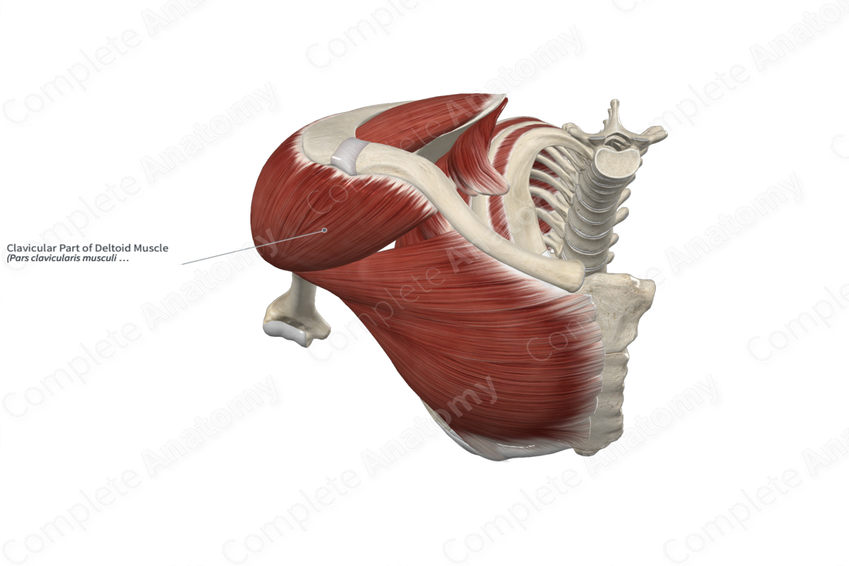 Clavicular Part of Deltoid Muscle 