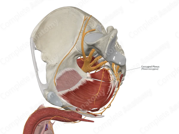 Coccygeal Plexus 