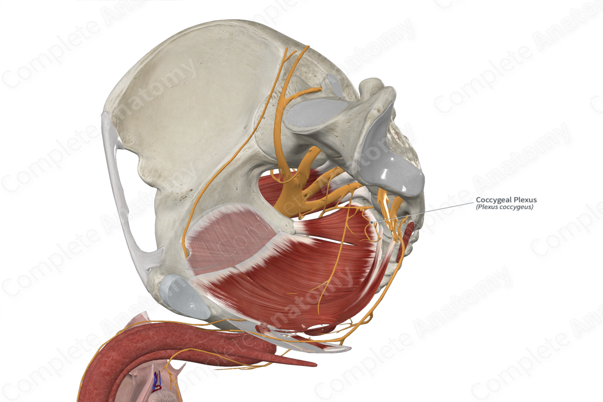 Coccygeal Plexus 