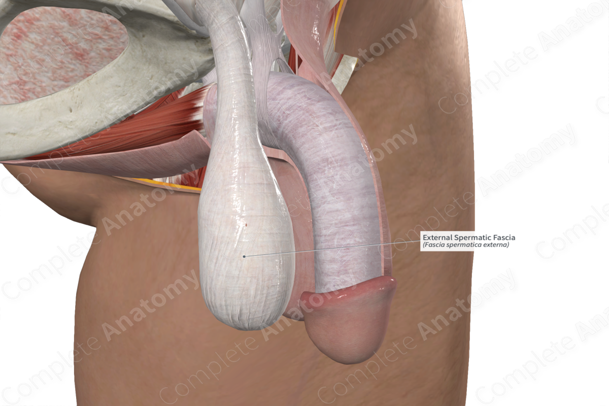 External Spermatic Fascia 