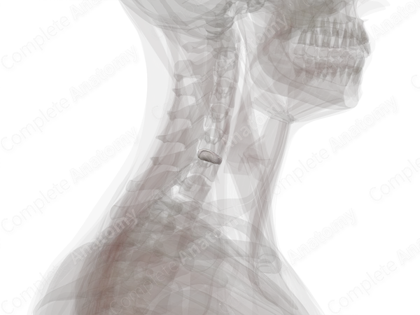 Intervertebral Symphysis (C5-C6)