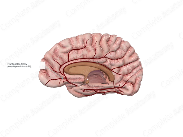 Frontopolar Artery 